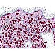 Anti-SMAD3 pS423 pS425 (RABBIT) Antibody, 25µL, Liquid (sterile filtered)