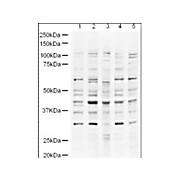 Anti-UBP43 (RABBIT) Antibody, 100µg, Liquid (sterile filtered)