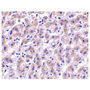 OMI Antibody cterm 100µg