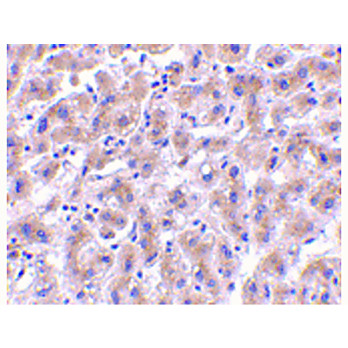 OMI Antibody cterm 100µg
