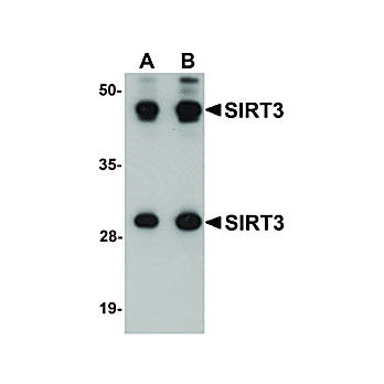 Anti-SIRT3 (CHICKEN) Antibody, 100µg, Liquid (sterile filtered)