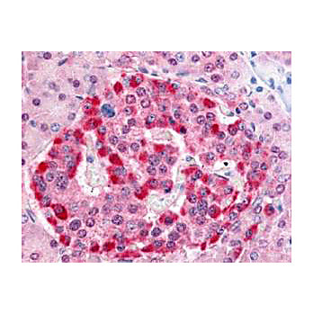 Anti-Human PARK-7 (RABBIT) Antibody, 100µg, Liquid (sterile filtered)