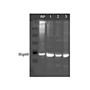 Anti-HSP60 (RABBIT) Antibody, 100µg, Liquid (sterile filtered)