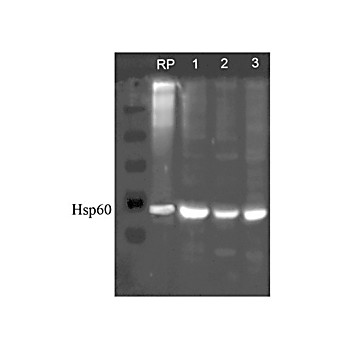 Anti-HSP60 (RABBIT) Antibody, 100µg, Liquid (sterile filtered)