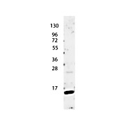 Anti-Human IL-4 (RABBIT) Antibody, 100µg, Lyophilized