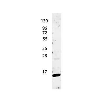 Anti-Human IL-4 (RABBIT) Antibody, 100µg, Lyophilized