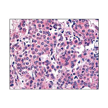 Anti-Polo-like Kinase (Plk1) pT210 (RABBIT) Antibody, 100µg, Liquid (sterile filtered)
