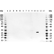 Anti-GFP (RABBIT) Antibody, 25µL, Liquid (sterile filtered)