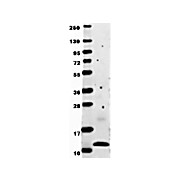 Anti-Human MCP-1 (RABBIT) Antibody, 100µg, Lyophilized