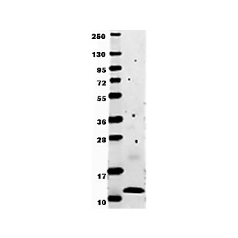 Anti-Human MCP-1 (RABBIT) Antibody, 100µg, Lyophilized