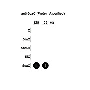 Anti-5-Carboxylcytosine (RABBIT) Antibody, 100µg, Liquid (sterile filtered)