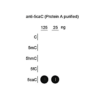 Anti-5-Carboxylcytosine (RABBIT) Antibody, 100µg, Liquid (sterile filtered)