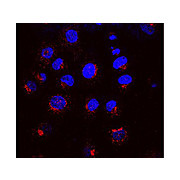 Anti-KDEL Receptor (MOUSE) Monoclonal Antibody, 100µg, Liquid (sterile filtered)