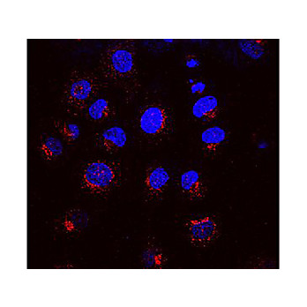Anti-KDEL Receptor (MOUSE) Monoclonal Antibody, 100µg, Liquid (sterile filtered)