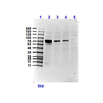 Anti-NEK2 (RABBIT) Antibody, 100µg, Liquid (sterile filtered)