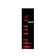 Anti-V5 EPITOPE TAG (RABBIT) Antibody, 100µg, Liquid (sterile filtered)