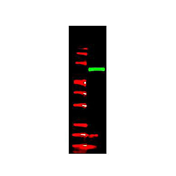 Anti-V5 EPITOPE TAG (RABBIT) Antibody, 100µg, Liquid (sterile filtered)