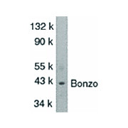 BONZO cterm Antibody 100µg