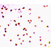 Anti-TLR7 (RABBIT) Antibody, 100µg, Liquid (sterile filtered)