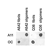 Anti-Amyloid Oligomers (A11) (RABBIT) Antibody, 100µL, Liquid (sterile filtered)