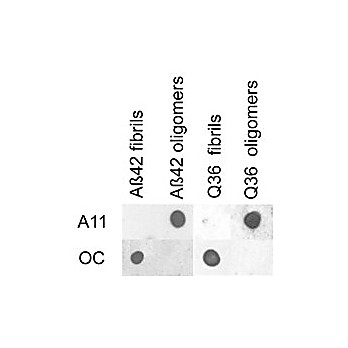 Anti-Amyloid Oligomers (A11) (RABBIT) Antibody, 100µL, Liquid (sterile filtered)