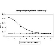 Anti-PhosphoTyrosine (Ascites) (MOUSE) Monoclonal Antibody, 100µL, Liquid (sterile filtered)