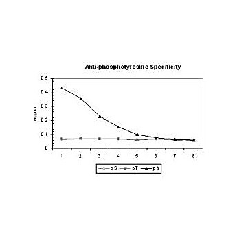 Anti-PhosphoTyrosine (Ascites) (MOUSE) Monoclonal Antibody, 100µL, Liquid (sterile filtered)