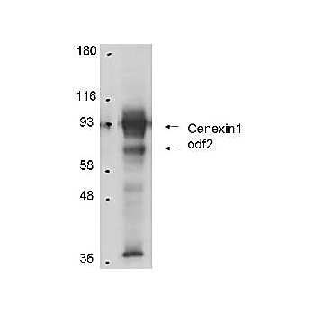 Anti-Cenexin-1 (Rabbit) Antibody, 25µL, Liquid (sterile filtered)