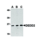 Anti-DEDD2 (RABBIT) Antibody, 100µg, Liquid (sterile filtered)