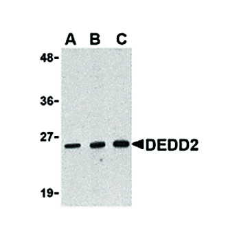 Anti-DEDD2 (RABBIT) Antibody, 100µg, Liquid (sterile filtered)