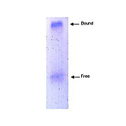 APOLIPOPROTEIN A-I hu Antibody 1mg