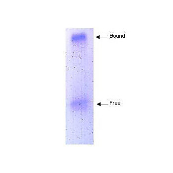 APOLIPOPROTEIN A-I hu Antibody 1mg