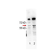 Anti-NFKB p65 (Rel A) pS276 (RABBIT) Antibody, 100µg, Liquid (sterile filtered)