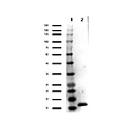 Anti-Human IL-3 (RABBIT) Antibody Peroxidase Conjugated, 100µg, Lyophilized