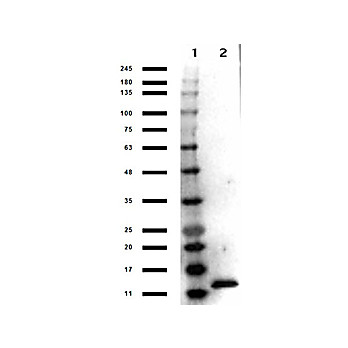 Anti-Human IL-3 (RABBIT) Antibody Peroxidase Conjugated, 100µg, Lyophilized