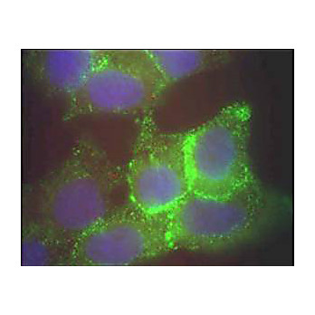 Anti-Jagged-1 (RABBIT) Antibody, 500µg, Liquid (sterile filtered)