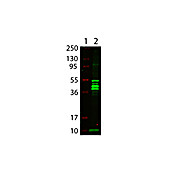 Anti-MALTOSE BINDING PROTEIN (MBP) EPITOPE TAG (RABBIT) Antibody Biotin Conjugated, 25µL, Liquid (sterile filtered)