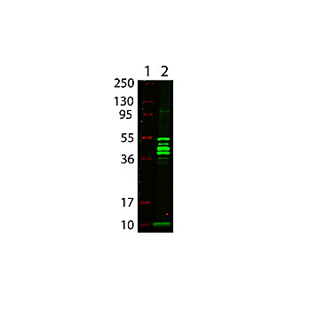 Anti-MALTOSE BINDING PROTEIN (MBP) EPITOPE TAG (RABBIT) Antibody Biotin Conjugated, 25µL, Liquid (sterile filtered)