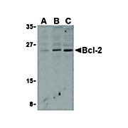 Anti-BCL2 (RABBIT) Antibody, 100µg, Liquid (sterile filtered)