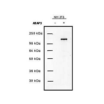 Anti-UPLC1/ASAP3 (RABBIT) Antibody, 100µg, Liquid (sterile filtered)