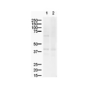 Anti-ZIC-2 (RABBIT) Antibody, 100µg, Liquid (sterile filtered)