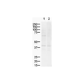 Anti-ZIC-2 (RABBIT) Antibody, 100µg, Liquid (sterile filtered)
