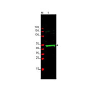 Anti-GSK3 alpha (RABBIT) Antibody, 100µg, Liquid (sterile filtered)