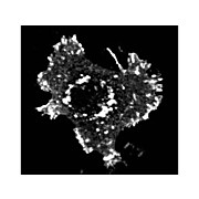 Anti-Asap1 pY782 (RABBIT) Antibody, 100µg, Liquid (sterile filtered)