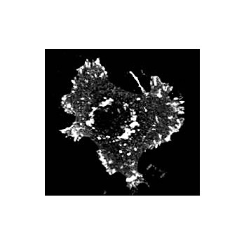 Anti-Asap1 pY782 (RABBIT) Antibody, 100µg, Liquid (sterile filtered)