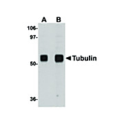 Anti-ALPHA-TUBULIN (CHICKEN) Antibody, 100µg, Liquid (sterile filtered)