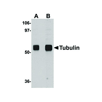 Anti-ALPHA-TUBULIN (CHICKEN) Antibody, 100µg, Liquid (sterile filtered)