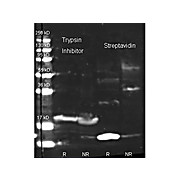 Anti-STREPTAVIDIN (RABBIT) Antibody Texas Red™ Conjugated, 20mg, Lyophilized