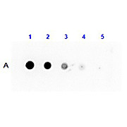Anti-PROTEIN G (RABBIT) Antibody Peroxidase Conjugated, 25µL, Liquid (sterile filtered)