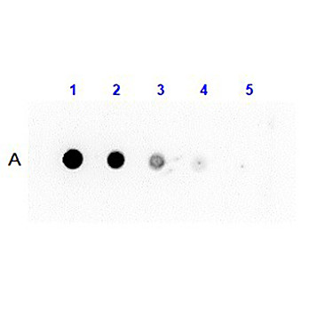 Anti-PROTEIN G (RABBIT) Antibody Peroxidase Conjugated, 25µL, Liquid (sterile filtered)